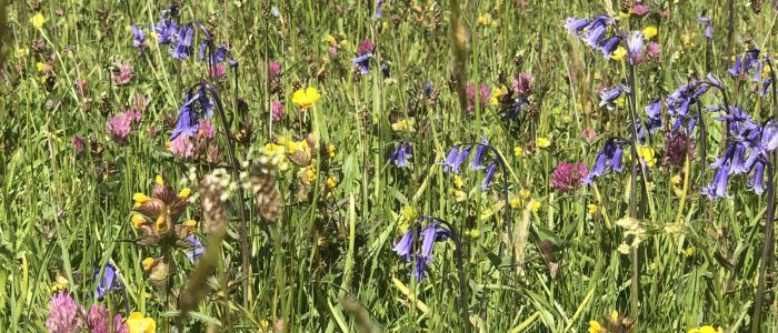 bluebell meadow (003)