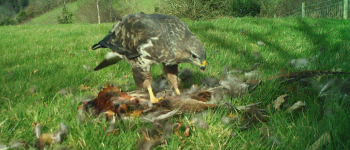 buzzard eating pheasant (003)
