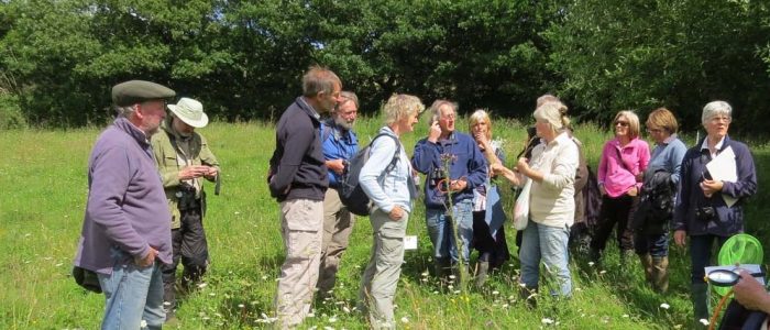lr DeerparkFarm meadow day 2July2016DeerparkFarmTrusham172b (002)