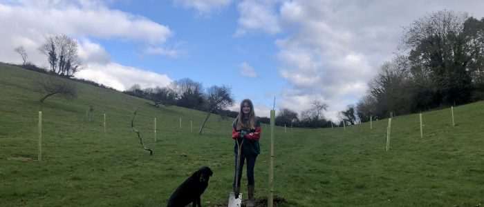 orchard restoration (003)