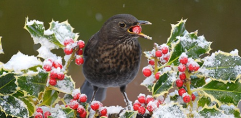 January 2021 Newsletter