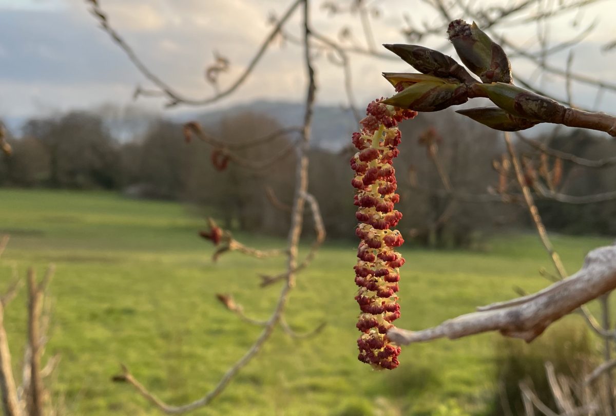 March 2021 Newsletter