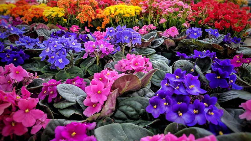 Choose peat free compost this spring