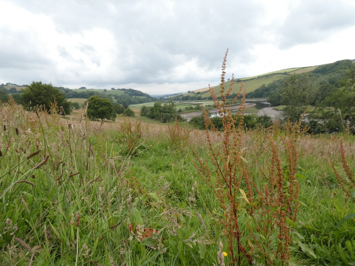 Wildlife Warden July Newsletter